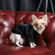 Толстовка Pet Fashion Ukraine для собак, розмір XS, чорна 1111174515 фото 3