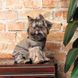 Костюм Pet Fashion PF Style для собак XS 1111174672 фото 5