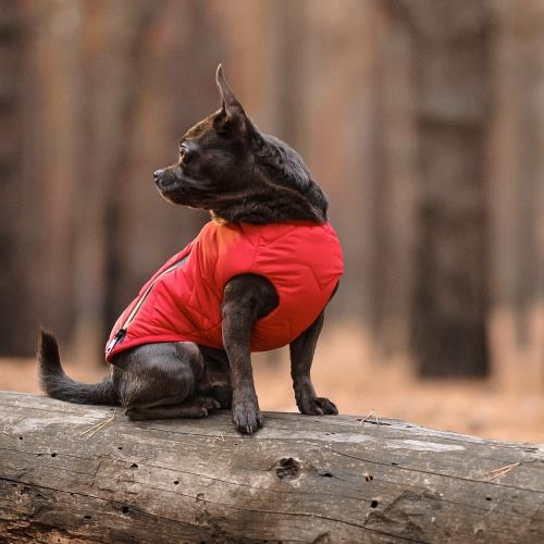 Жилет Pet Fashion «E.Vest» для собак, розмір XS, червоний 1111166434 фото